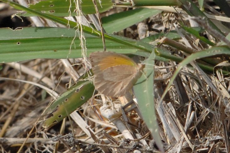 165 2012-12308376b Santa Ana NWR, TX.JPG - Sleepy Orange Butterfly (Eurema nicippe). Santa Ana National Wildlife Refuge, TX, 12-30-2012